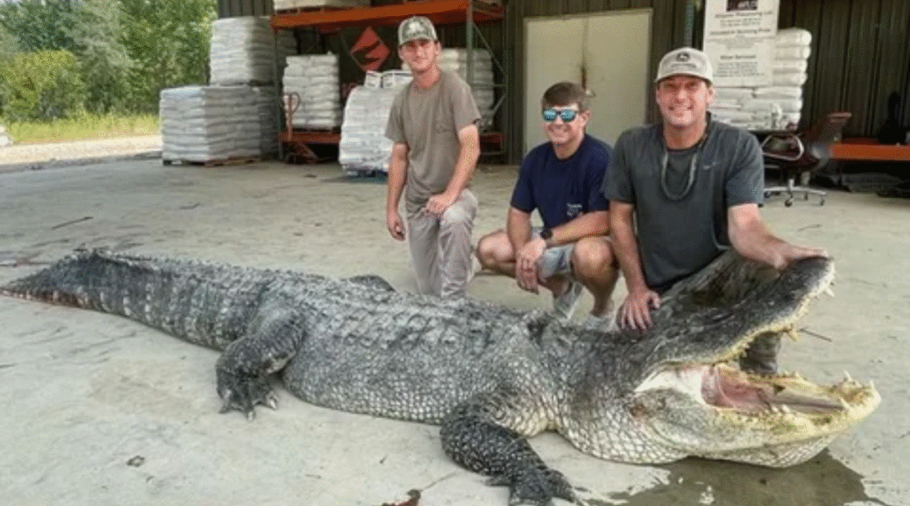 5 x Alligators 50 Feet Long