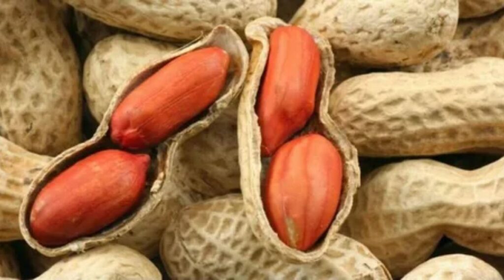A Large Peanut 2 cm Long
