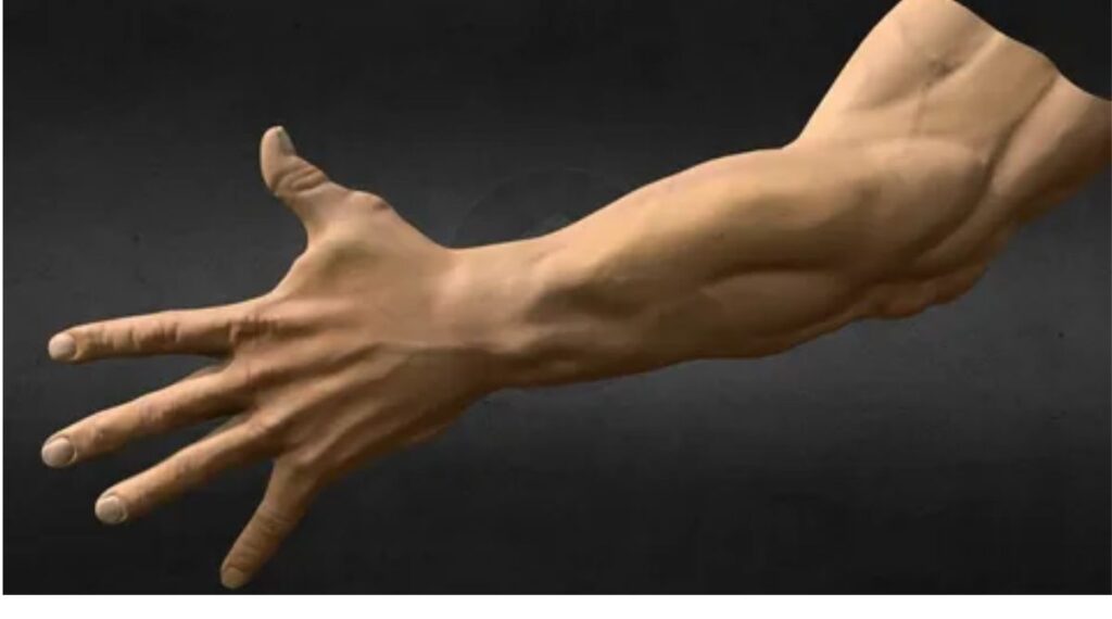 An Average Male Hand a Reference to 8 Inches