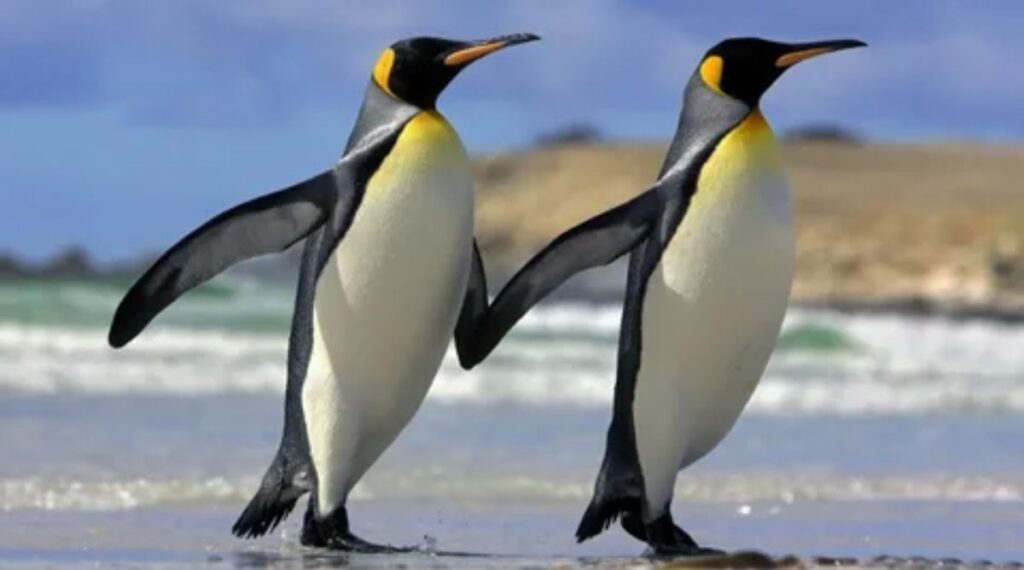 Emperor Penguin Reaches Exactly 3 Feet in Height