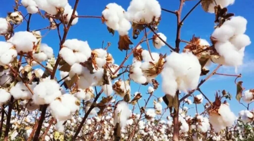 The Eastern Cotton Tree