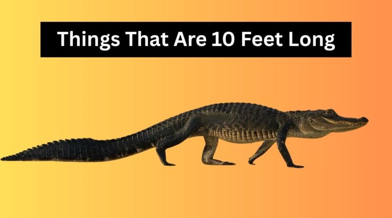 Things That Are 10 Feet Long