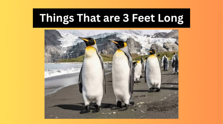 Things that are 3 Feet Long