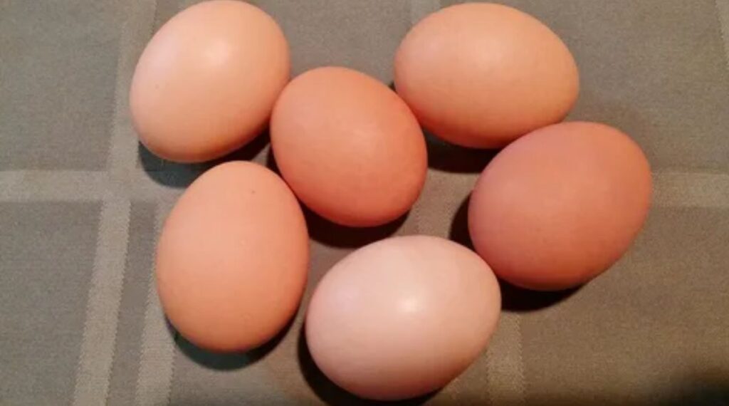 8 Medium Size Eggs