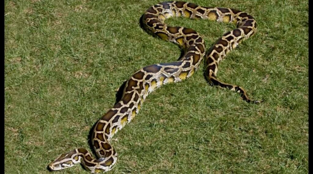 How long is 5 metres?