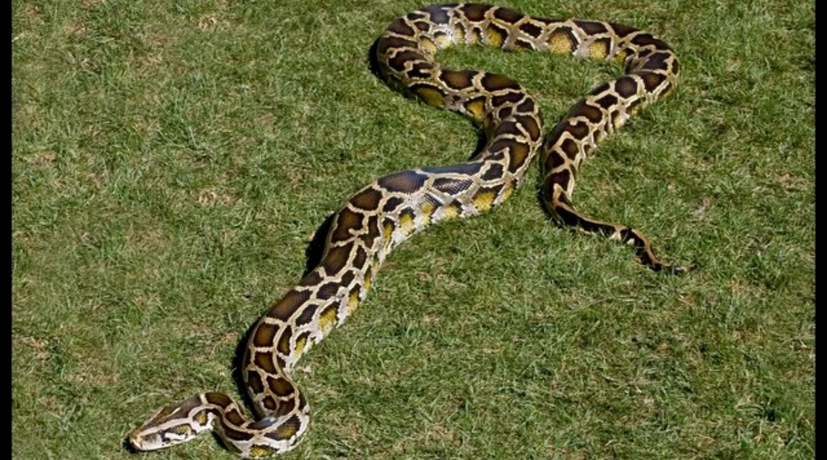 1000 Meter Python How Long is 5 Meters? 18+ Everyday Items That Are 5 Meters