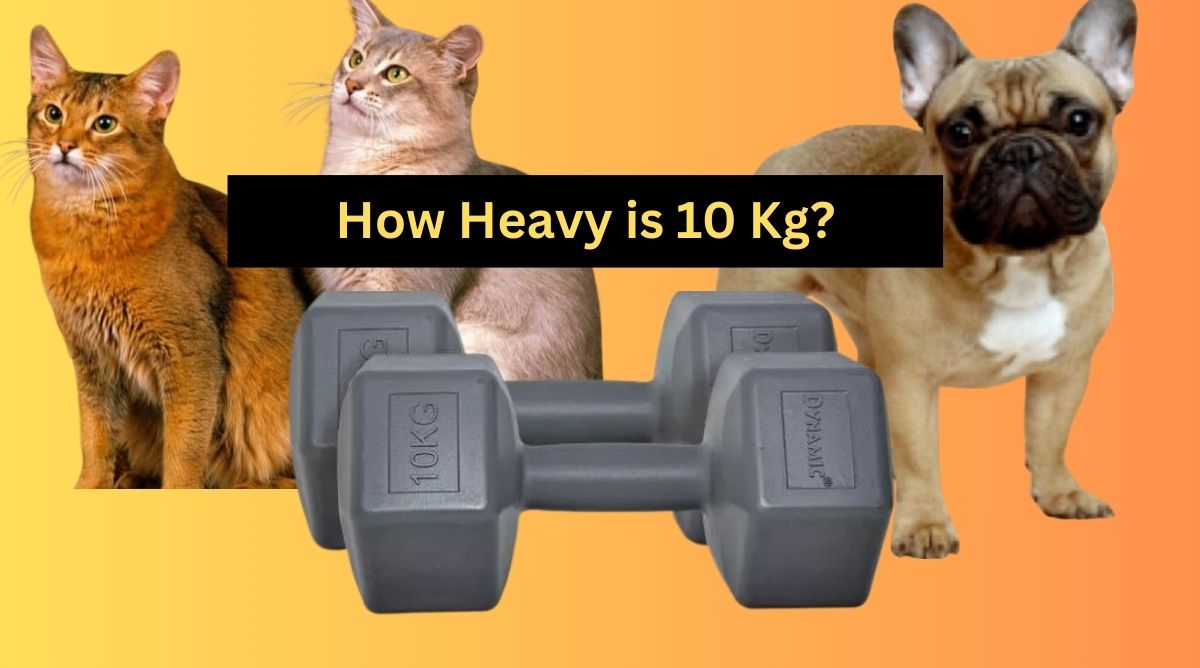 how heavy is 10 kg