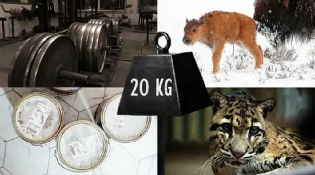 How Heavy is 20 Kg?