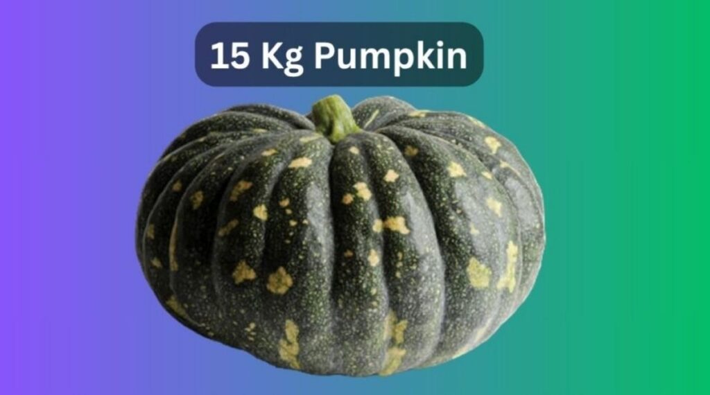 A 15 Kg Large Pumpkin