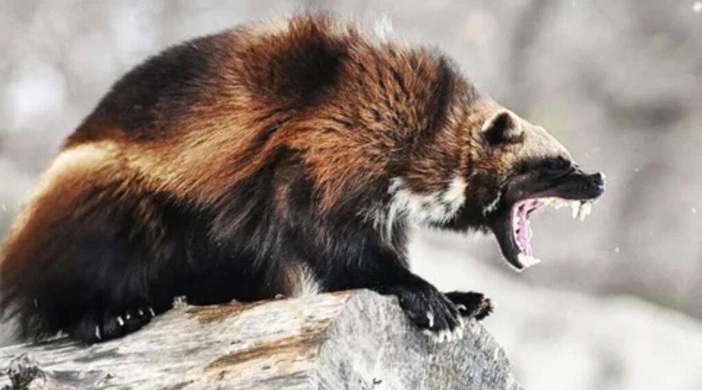 A Wolverine (Gulo gulo)