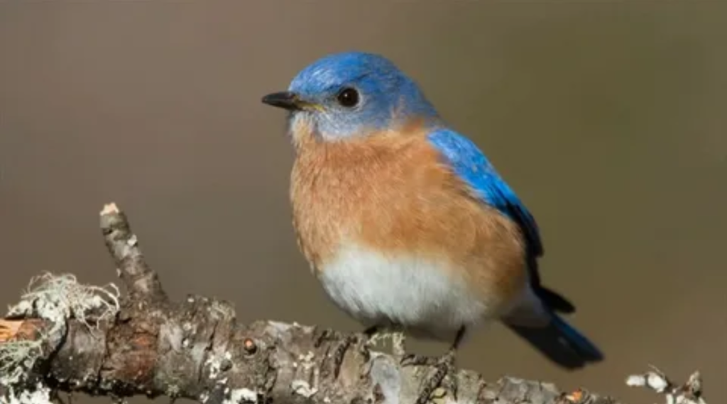 An Eastern Bluebird With an Average Weight of Around 2 Ounces