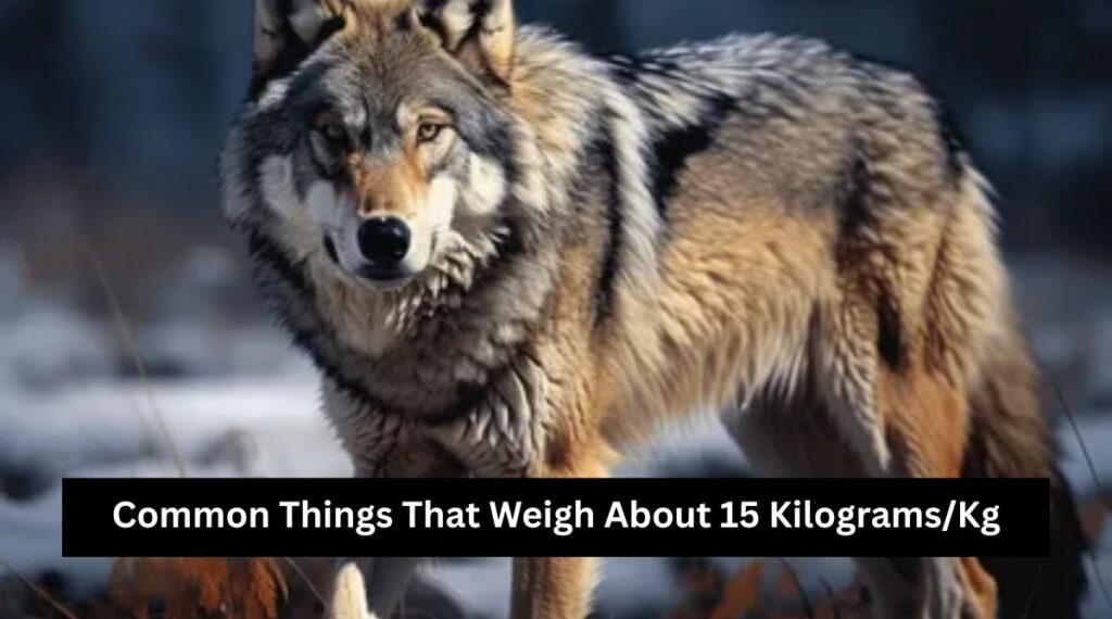 Common Things That Weigh About 15 Kilograms/Kg