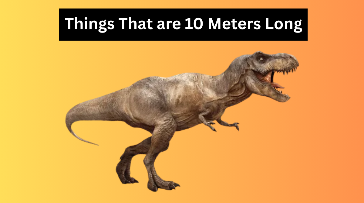 Things That are 10 Meters Long