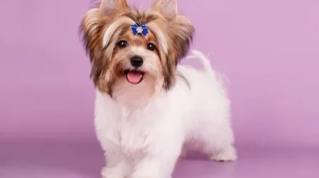 Things That Weigh 10 Pounds