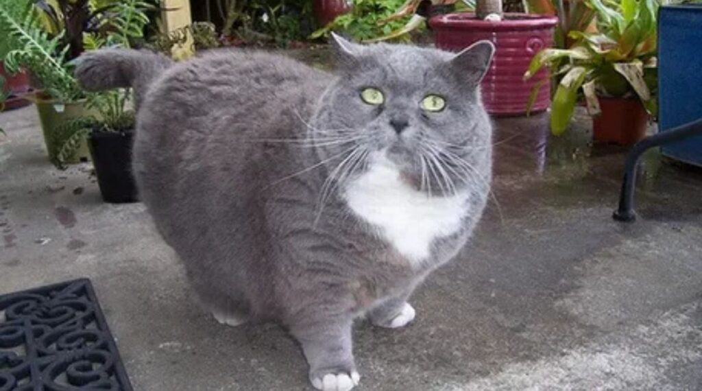 What Weighs 10 Pounds