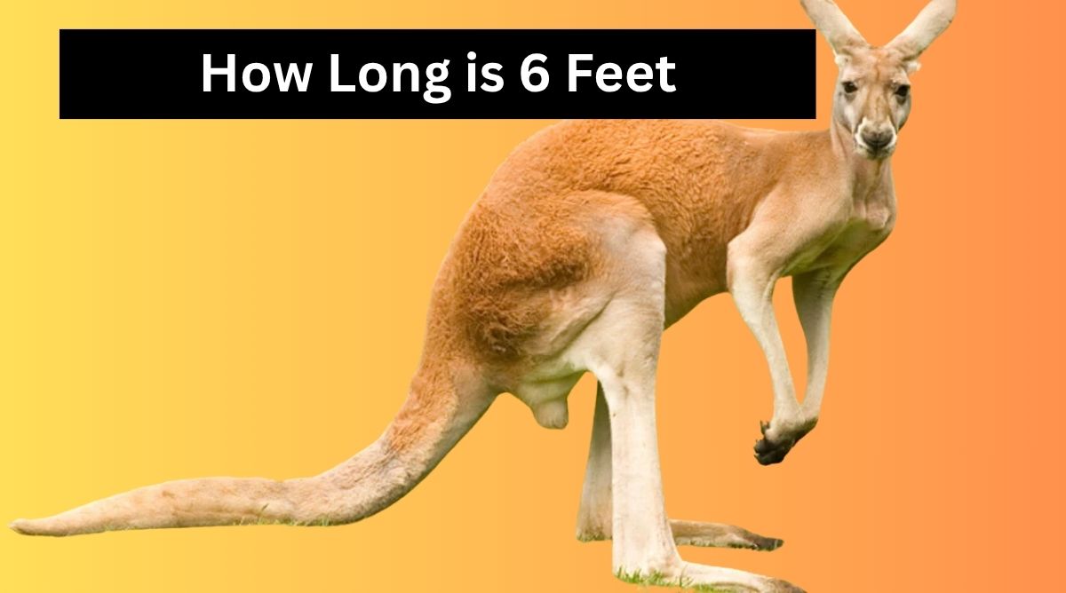How Long is 6 Feet