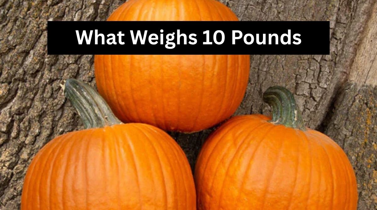 What Weighs 10 Pounds