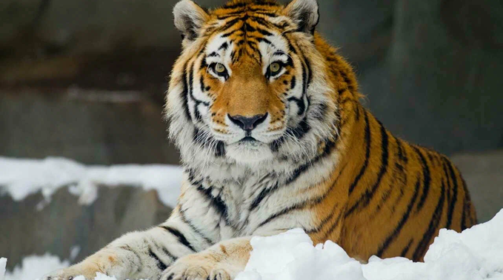 5 x Siberian Tigers Measure 50 Feet
