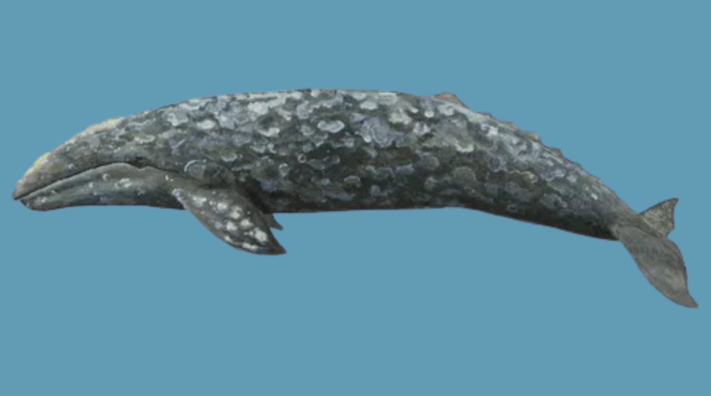 Grey Whale with 50 Feet Length
