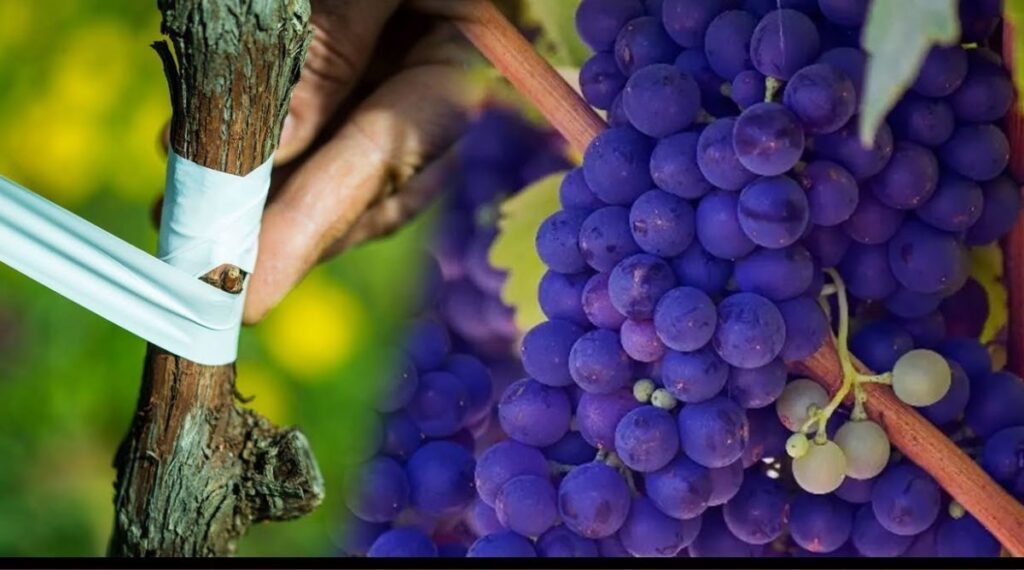 how long is a centimeter